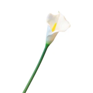 Zijdebloem Calla 80cm wit | Online Woondecoratie NL
